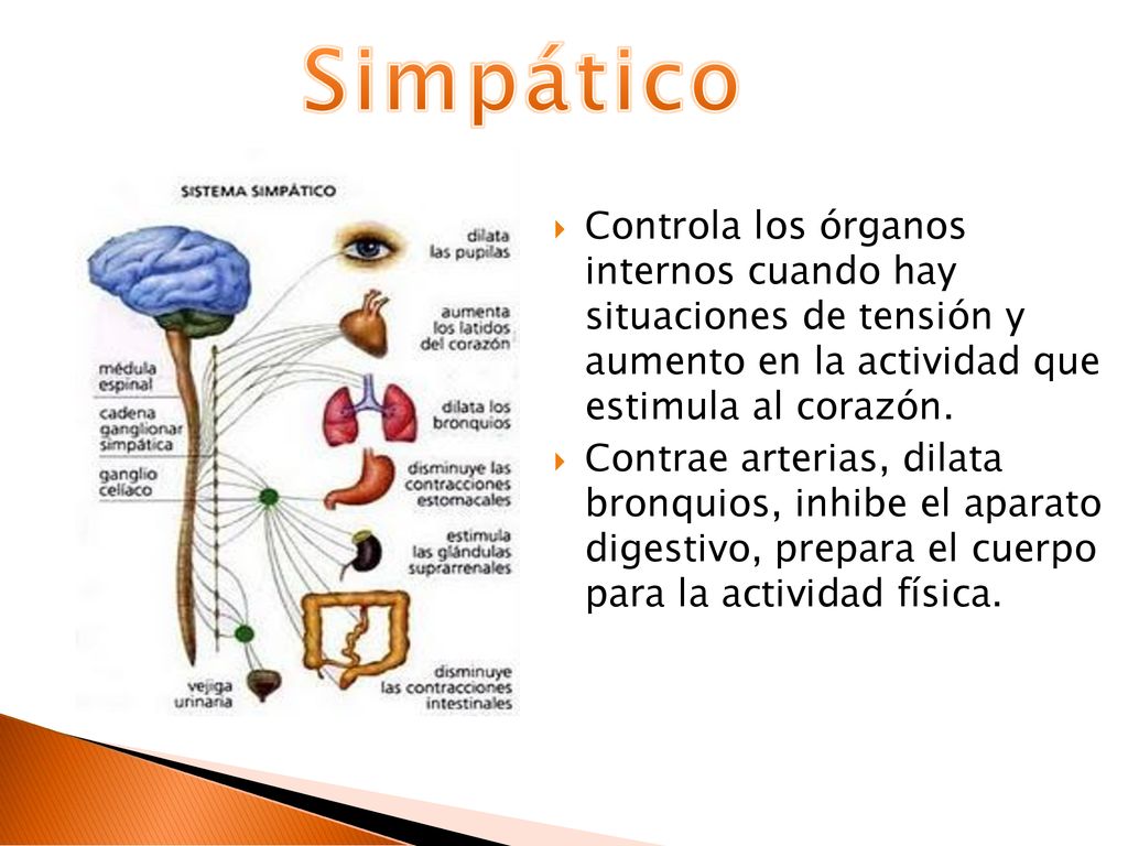 Simpático Controla los órganos internos cuando hay situaciones de tensión y aumento en la actividad que estimula al corazón.