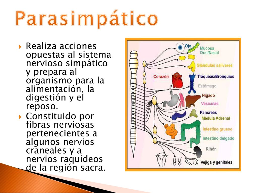 Parasimpático Realiza acciones opuestas al sistema nervioso simpático y prepara al organismo para la alimentación, la digestión y el reposo.