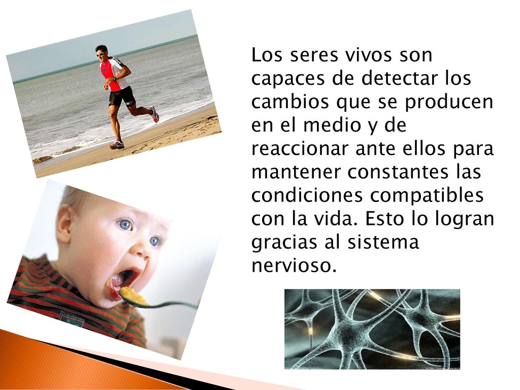 Los seres vivos son capaces de detectar los cambios que se producen en el medio y de reaccionar ante ellos para mantener constantes las condiciones compatibles con la vida.