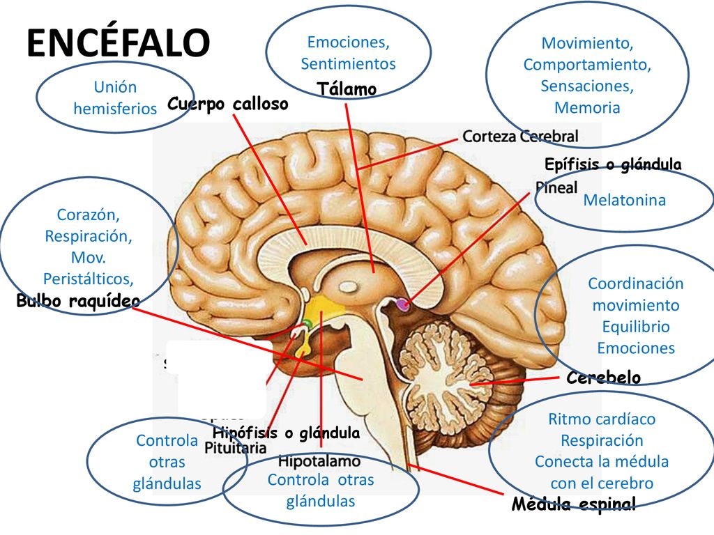 ENCÉFALO Emociones, Sentimientos. Movimiento, Comportamiento, Sensaciones, Memoria. Unión hemisferios.