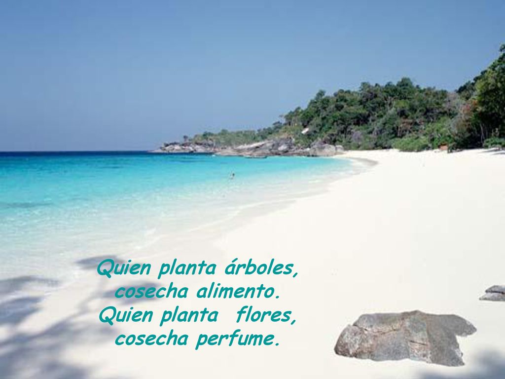 Quien planta árboles, cosecha alimento. Quien planta flores, cosecha perfume.