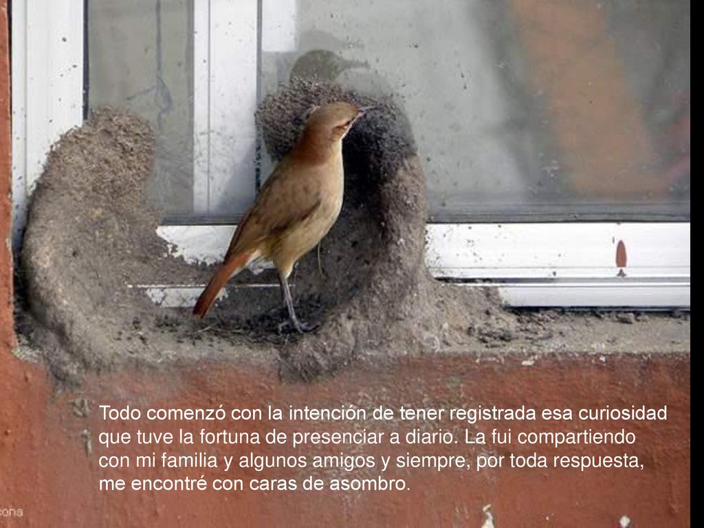 Todo comenzó con la intención de tener registrada esa curiosidad que tuve la fortuna de presenciar a diario.