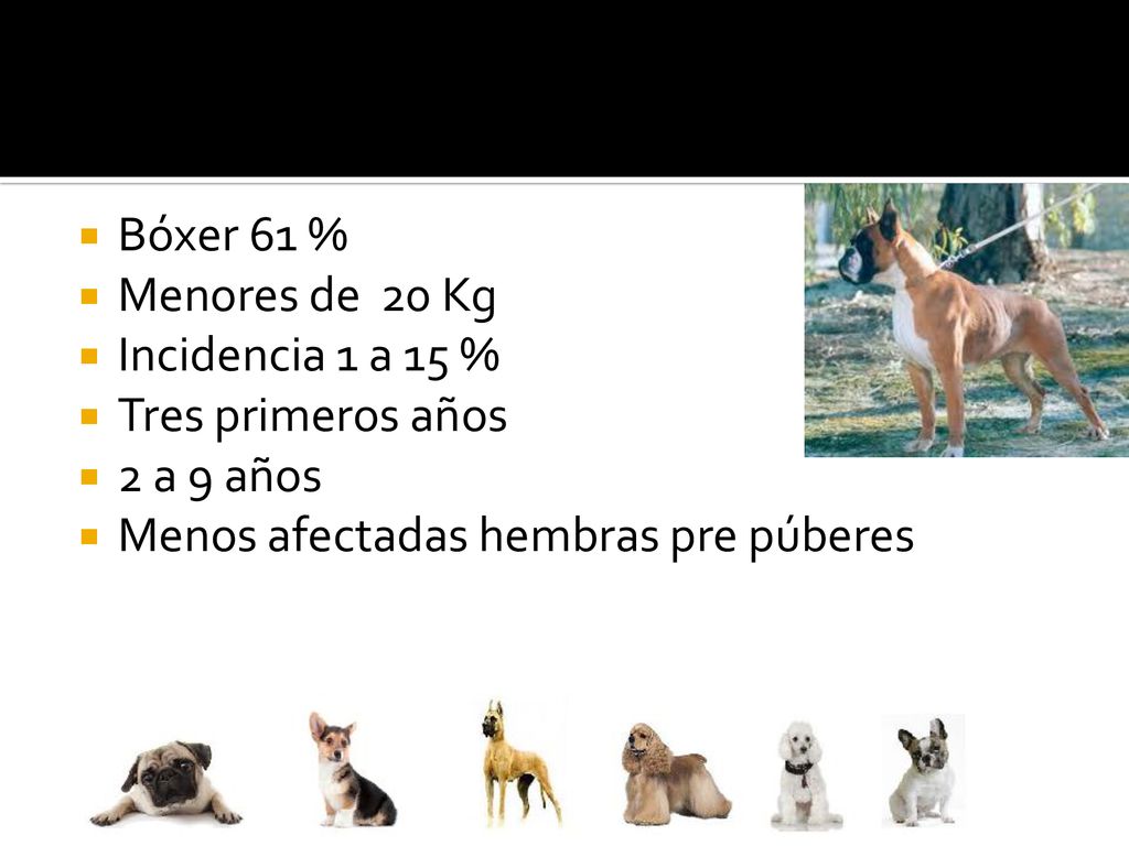 Bóxer 61 % Menores de 20 Kg. Incidencia 1 a 15 % Tres primeros años.