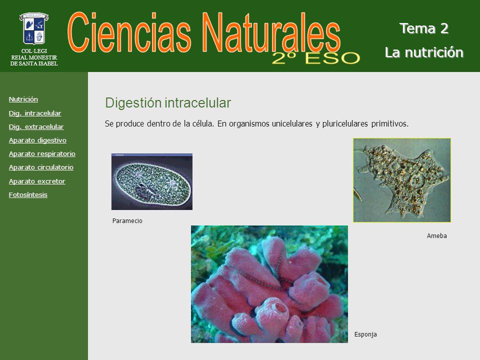 Ciencias Naturales 2º ESO Tema 2 La nutrición Digestión intracelular