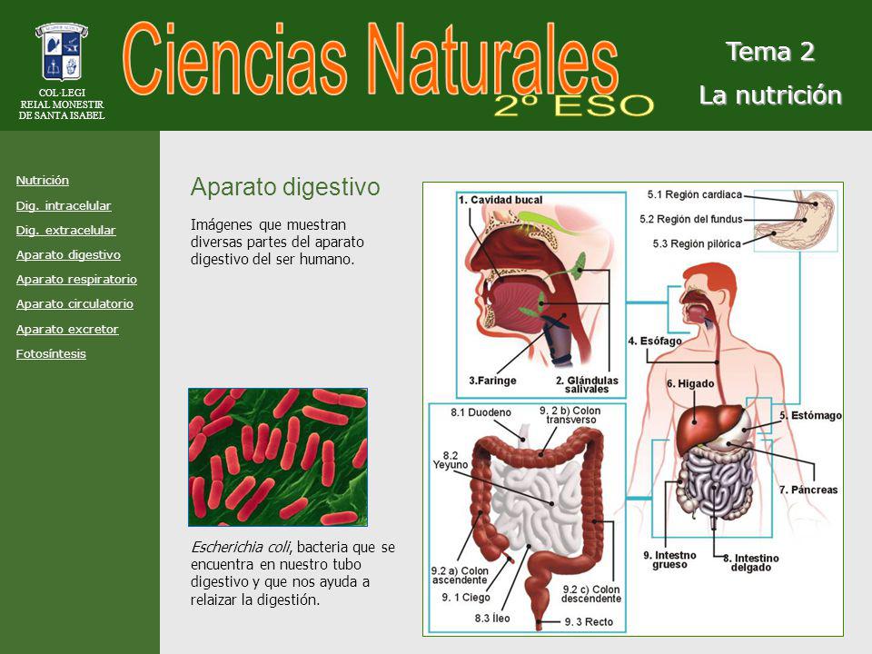 Ciencias Naturales 2º ESO Tema 2 La nutrición Aparato digestivo