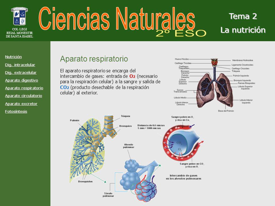 Ciencias Naturales 2º ESO Tema 2 La nutrición Aparato respiratorio