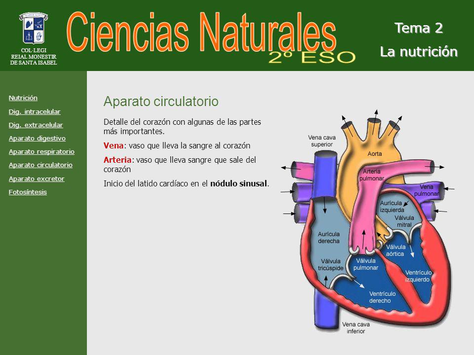 Ciencias Naturales 2º ESO Tema 2 La nutrición Aparato circulatorio