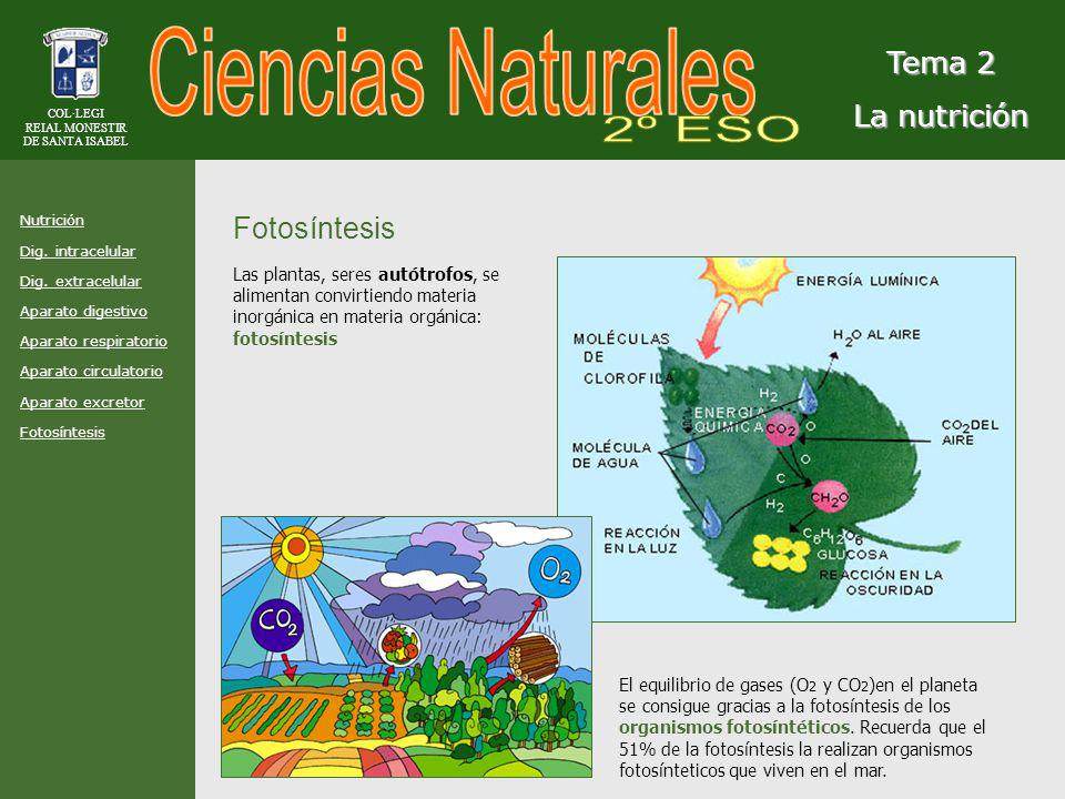 Ciencias Naturales 2º ESO Tema 2 La nutrición Fotosíntesis