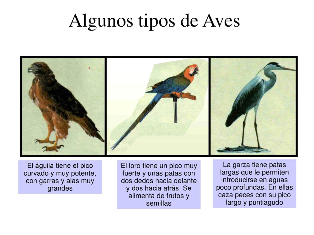 Algunos tipos de Aves El águila tiene el pico curvado y muy potente, con garras y alas muy grandes.