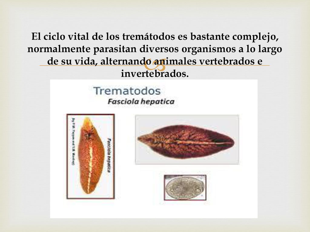 El ciclo vital de los tremátodos es bastante complejo, normalmente parasitan diversos organismos a lo largo de su vida, alternando animales vertebrados e invertebrados.