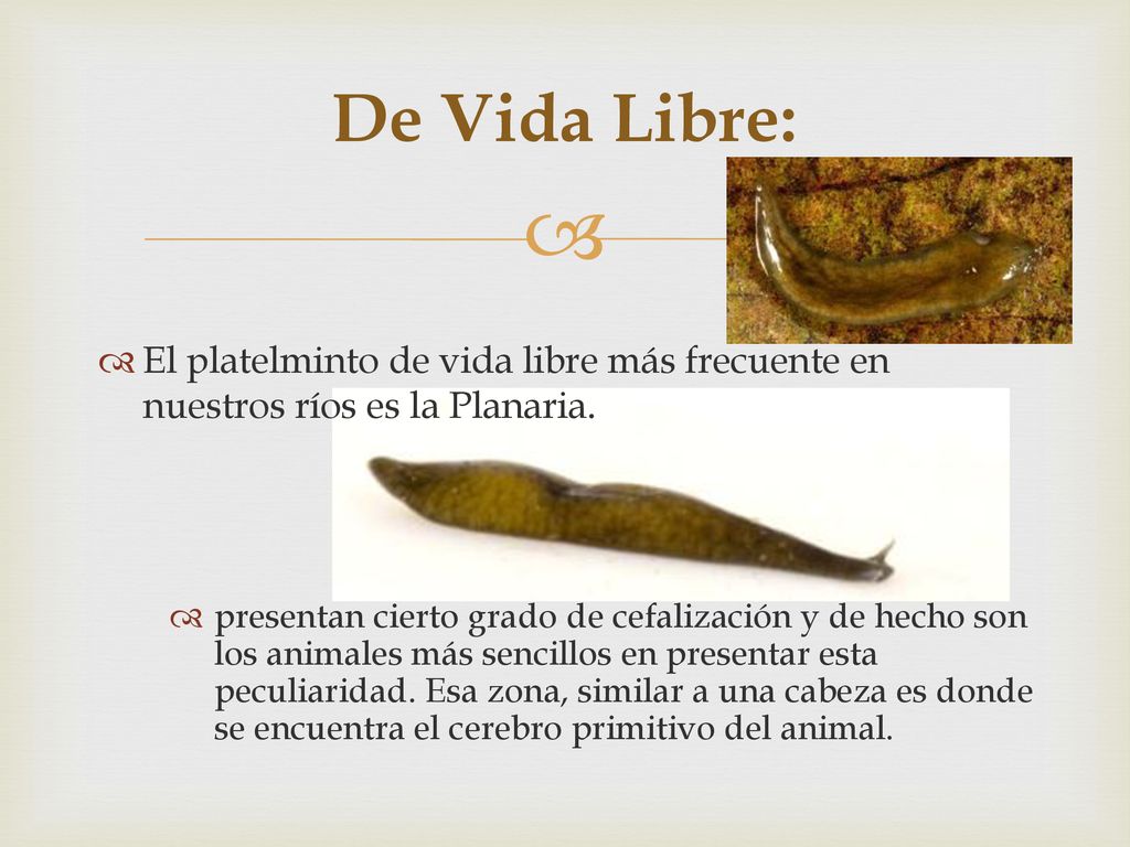 De Vida Libre: El platelminto de vida libre más frecuente en nuestros ríos es la Planaria.