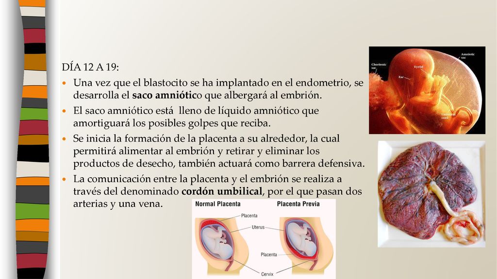 DÍA 12 A 19: Una vez que el blastocito se ha implantado en el endometrio, se desarrolla el saco amniótico que albergará al embrión.