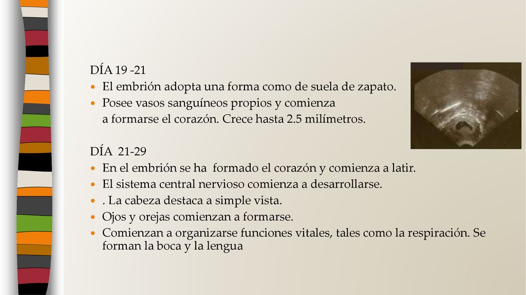 DÍA El embrión adopta una forma como de suela de zapato. Posee vasos sanguíneos propios y comienza.