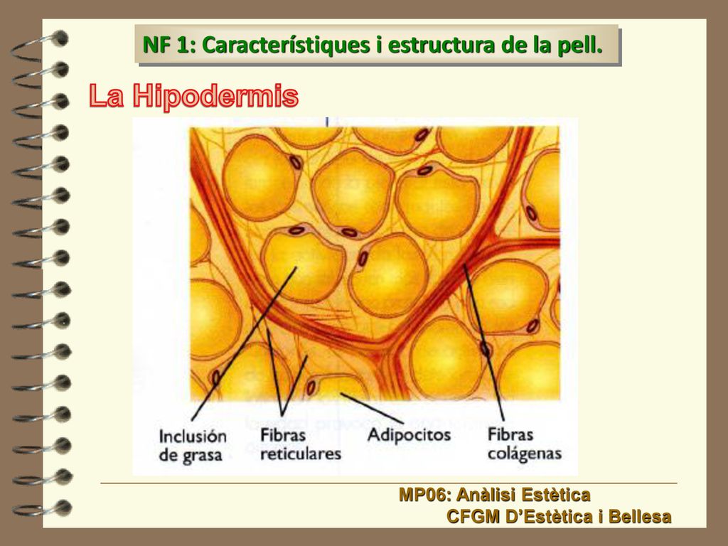 La Hipodermis NF 1: Característiques i estructura de la pell.