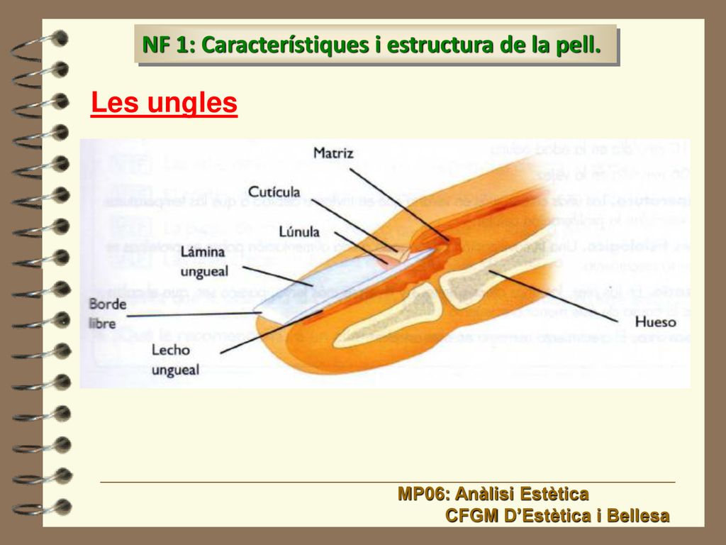 Les ungles NF 1: Característiques i estructura de la pell.
