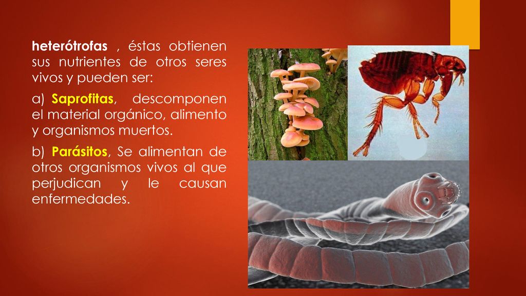 heterótrofas , éstas obtienen sus nutrientes de otros seres vivos y pueden ser: