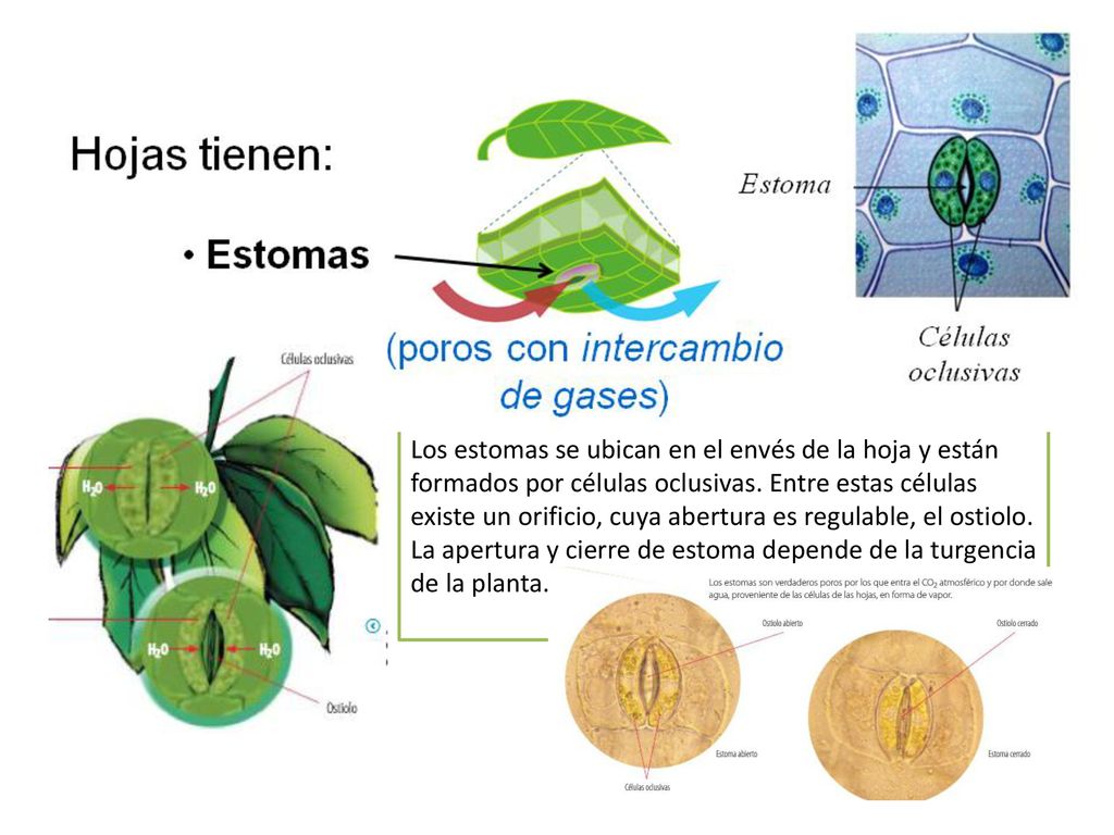 Los estomas se ubican en el envés de la hoja y están formados por células oclusivas. Entre estas células existe un orificio, cuya abertura es regulable, el ostiolo.