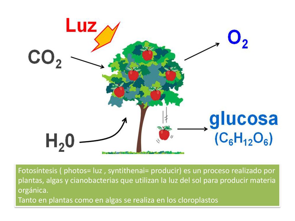 Fotosíntesis ( photos= luz , syntithenai= producir) es un proceso realizado por plantas, algas y cianobacterias que utilizan la luz del sol para producir materia orgánica.