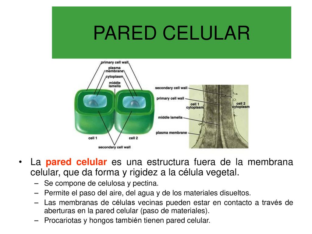 PARED CELULAR La pared celular es una estructura fuera de la membrana celular, que da forma y rigidez a la célula vegetal.