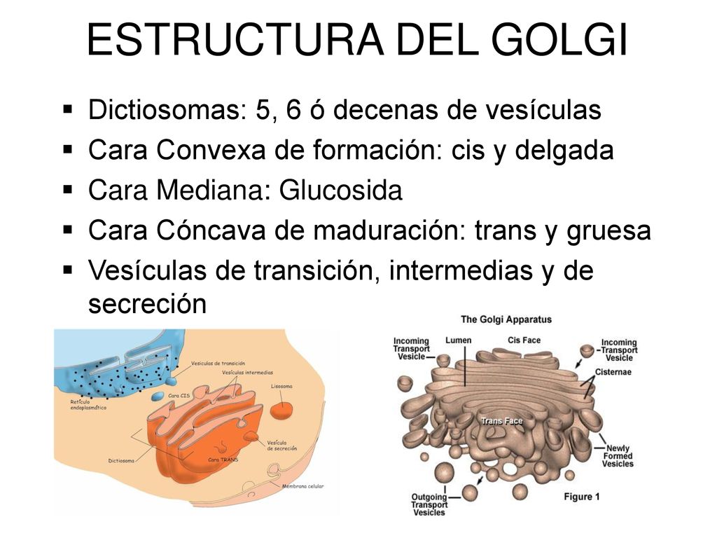 ESTRUCTURA DEL GOLGI Dictiosomas: 5, 6 ó decenas de vesículas