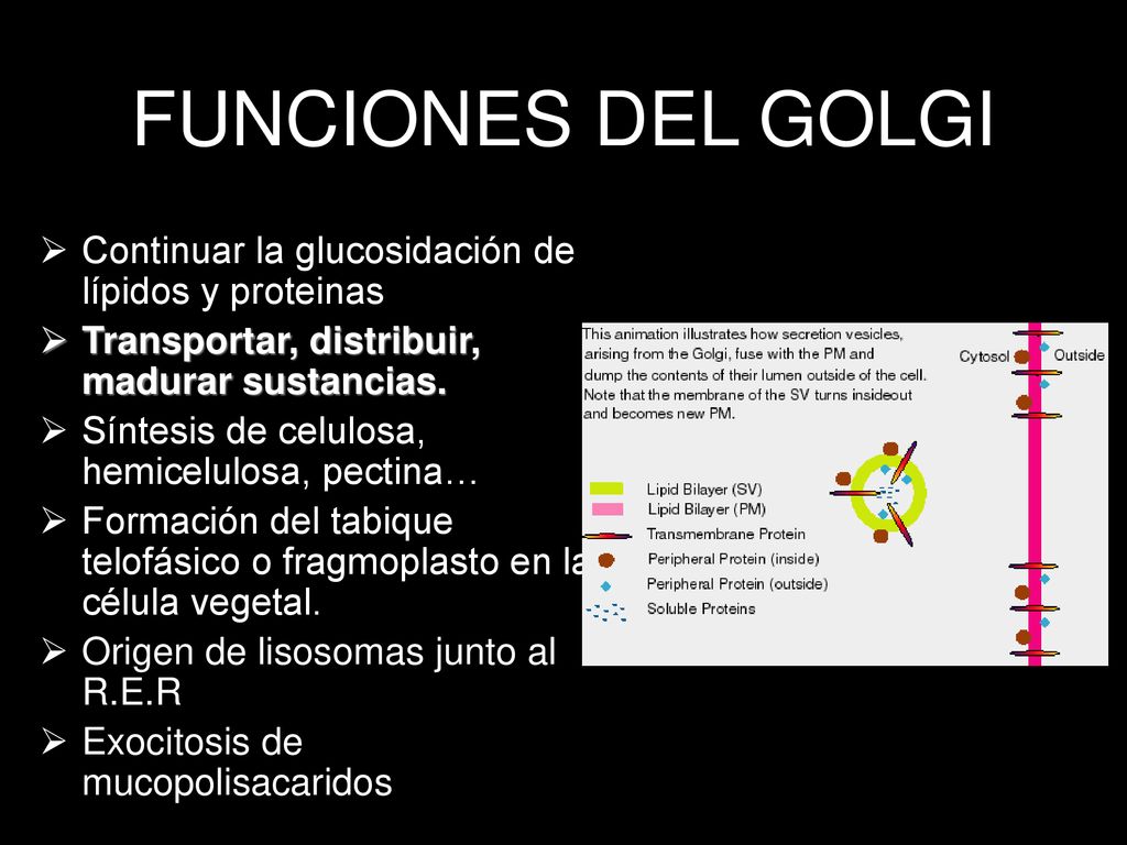 FUNCIONES DEL GOLGI Continuar la glucosidación de lípidos y proteinas