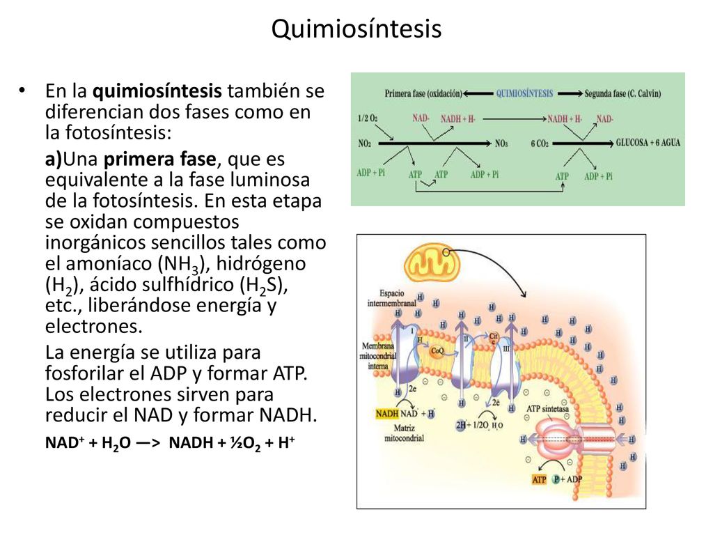Quimiosíntesis En la quimiosíntesis también se diferencian dos fases como en la fotosíntesis: