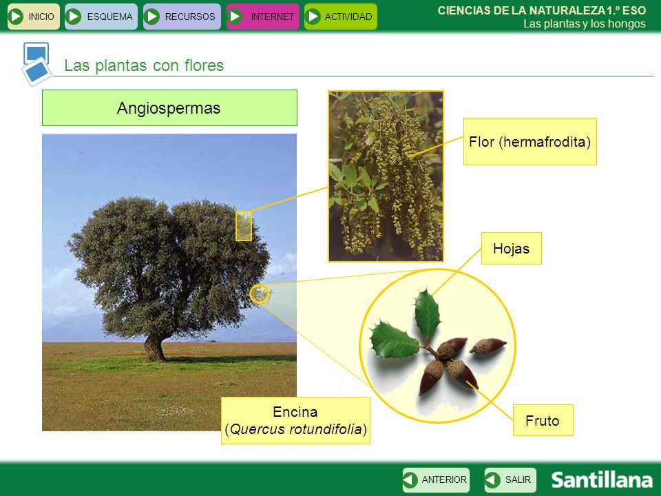 (Quercus rotundifolia)