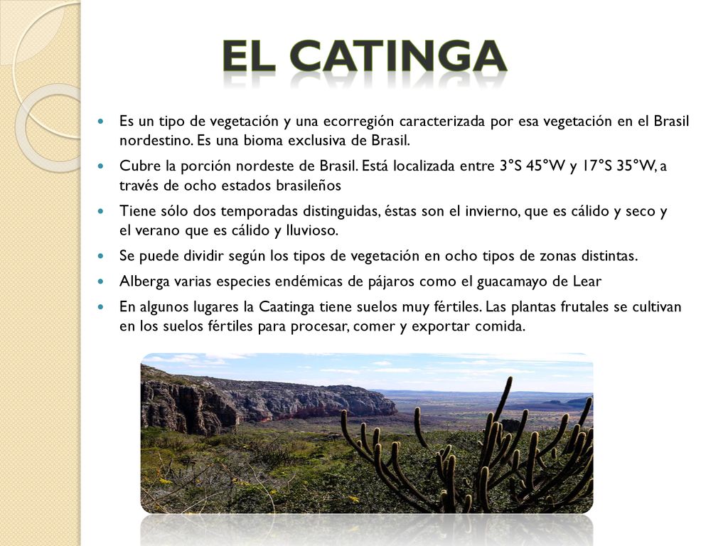 El Catinga Es un tipo de vegetación y una ecorregión caracterizada por esa vegetación en el Brasil nordestino. Es una bioma exclusiva de Brasil.