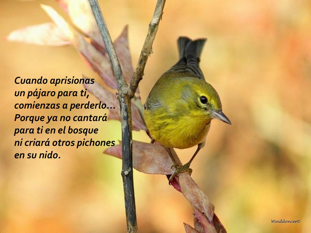 Cuando aprisionas un pájaro para ti, comienzas a perderlo... Porque ya no cantará para ti en el bosque ni criará otros pichones en su nido.