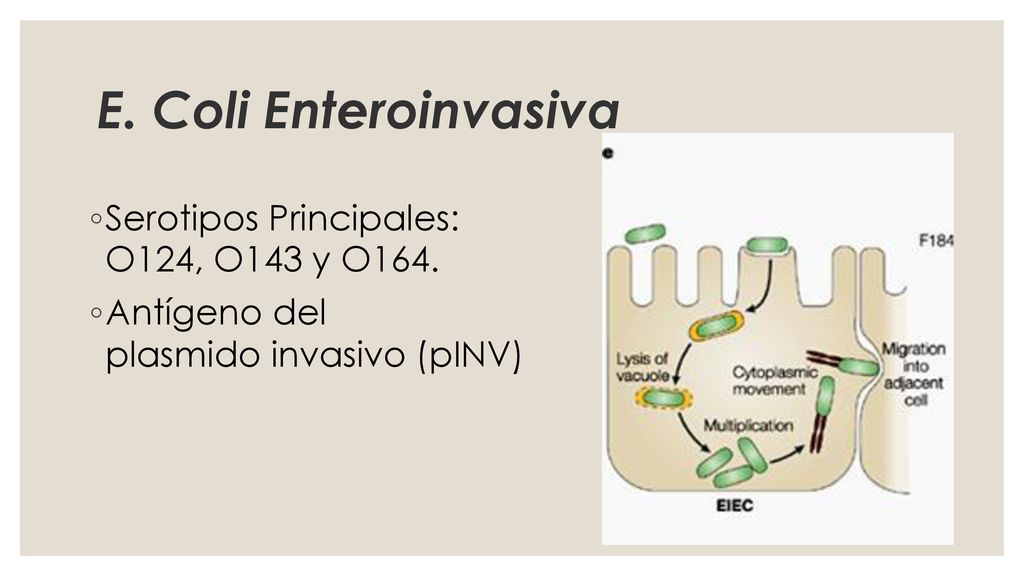 E. Coli Enteroinvasiva Serotipos Principales: O124, O143 y O164.