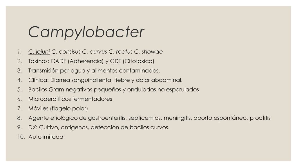 Campylobacter C. jejuni C. consisus C. curvus C. rectus C. showae