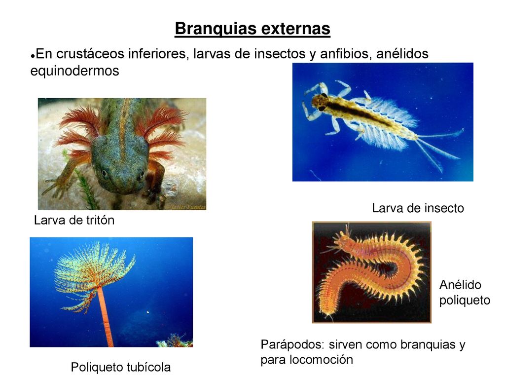 Branquias externas En crustáceos inferiores, larvas de insectos y anfibios, anélidos equinodermos.