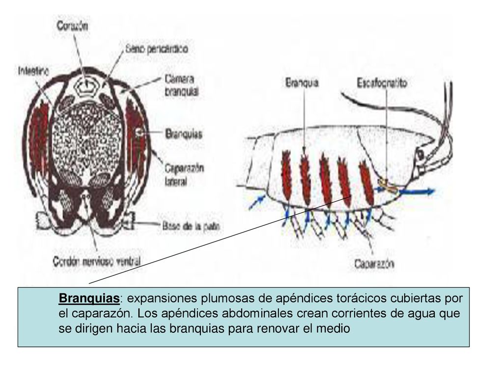Branquias: expansiones plumosas de apéndices torácicos cubiertas por
