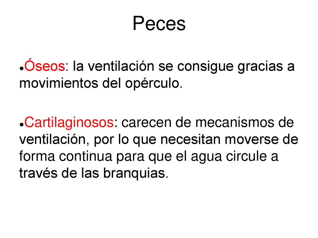 Peces Óseos: la ventilación se consigue gracias a movimientos del opérculo.