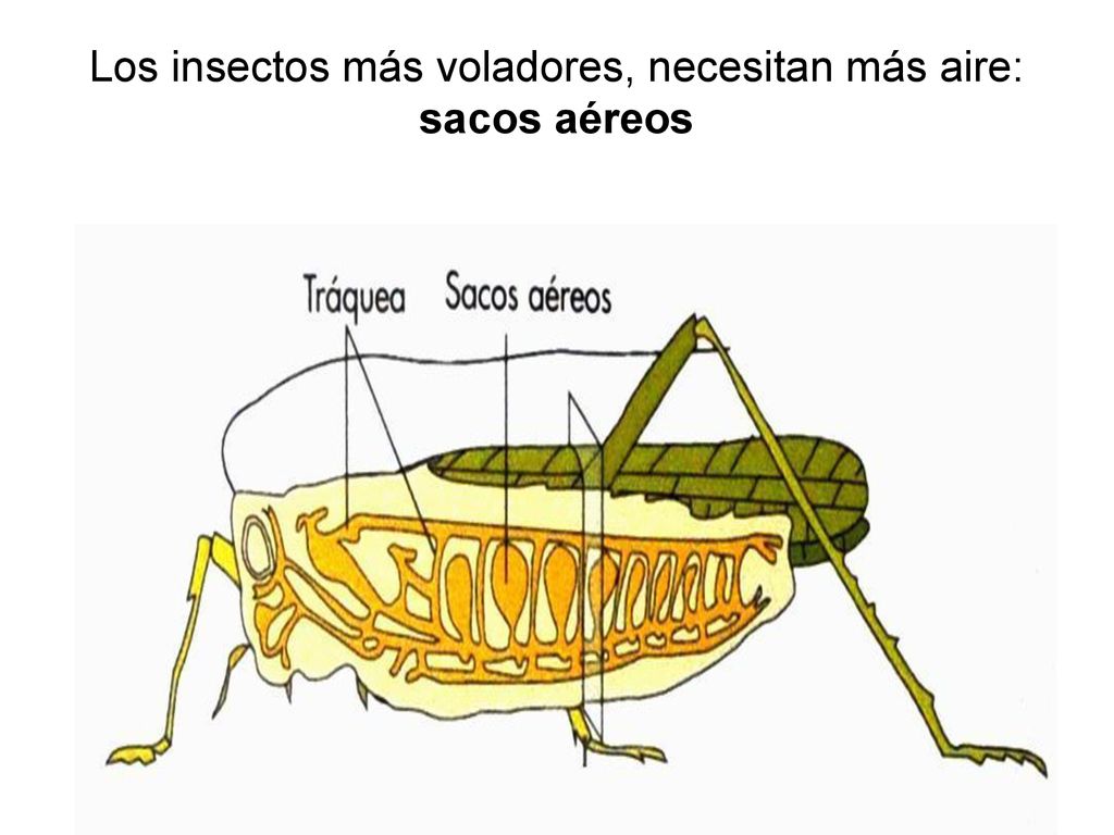 Los insectos más voladores, necesitan más aire: sacos aéreos
