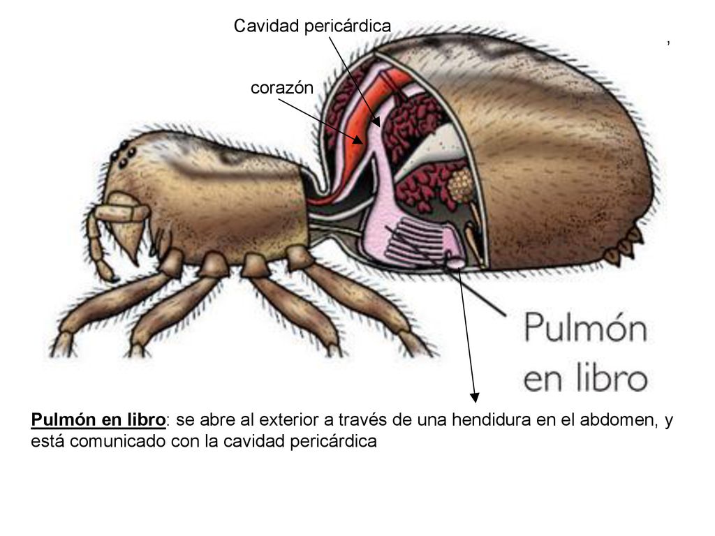 Cavidad pericárdica Pulmón en libro: se abre al exterior a través de una hendidura en el abdomen, y.