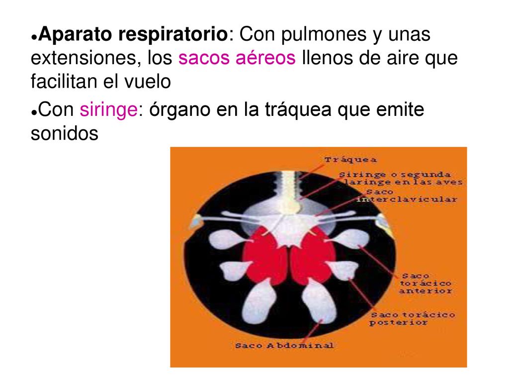 Aparato respiratorio: Con pulmones y unas extensiones, los sacos aéreos llenos de aire que facilitan el vuelo