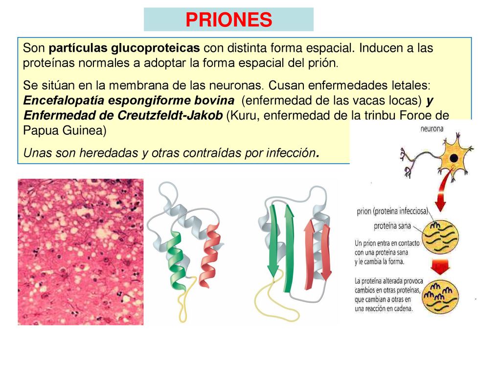 PRIONES Son partículas glucoproteicas con distinta forma espacial. Inducen a las proteínas normales a adoptar la forma espacial del prión.