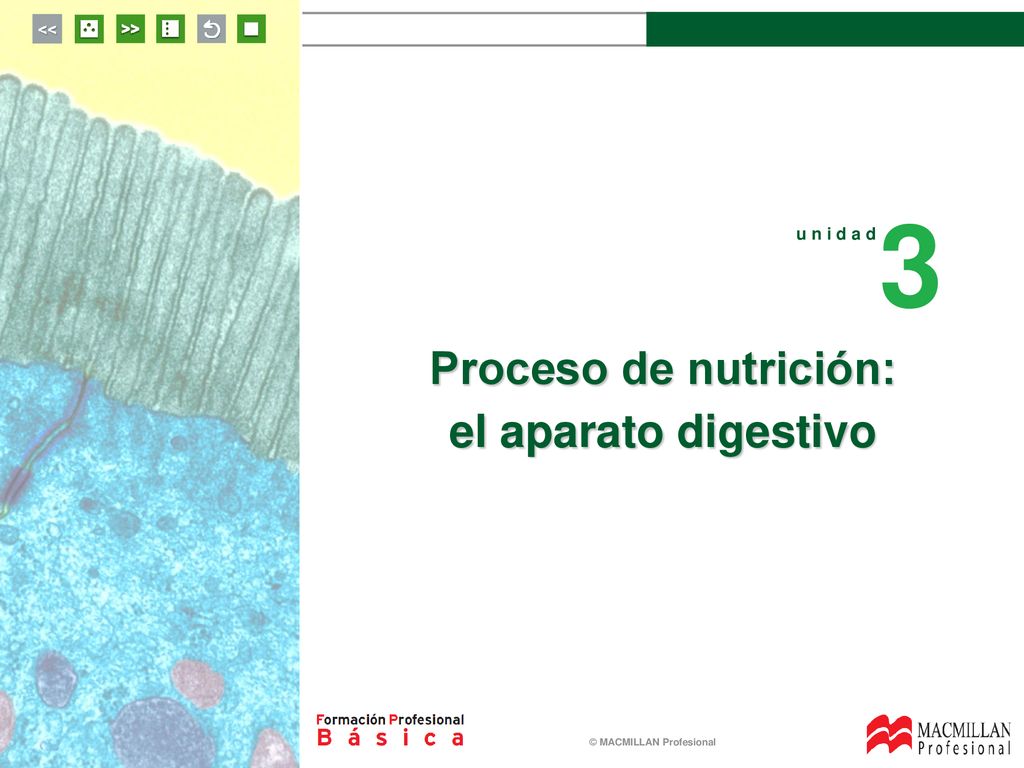 3 u n i d a d Proceso de nutrición: el aparato digestivo