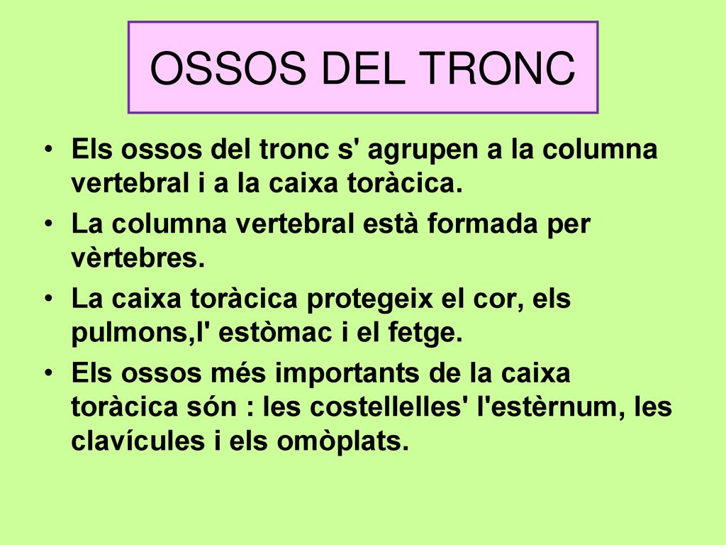 OSSOS DEL TRONC Els ossos del tronc s agrupen a la columna vertebral i a la caixa toràcica. La columna vertebral està formada per vèrtebres.