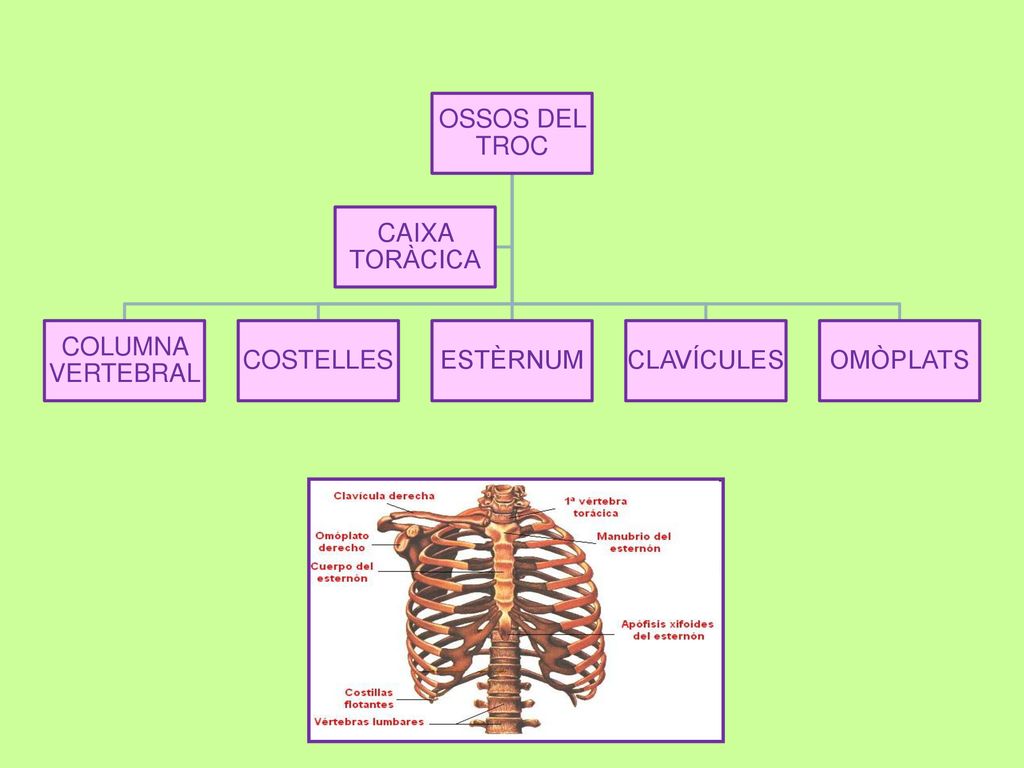 OSSOS DEL TROC COLUMNA VERTEBRAL COSTELLES ESTÈRNUM CLAVÍCULES OMÒPLATS CAIXA TORÀCICA