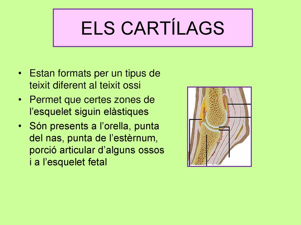 ELS CARTÍLAGS Estan formats per un tipus de teixit diferent al teixit ossi. Permet que certes zones de l’esquelet siguin elàstiques.