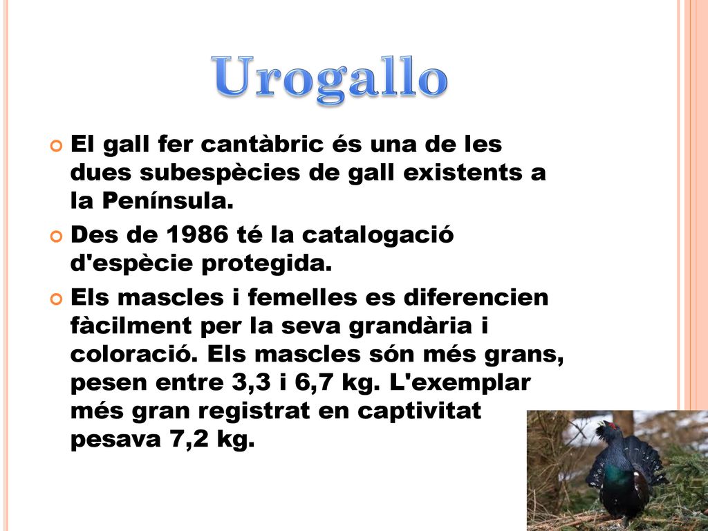 Urogallo El gall fer cantàbric és una de les dues subespècies de gall existents a la Península.