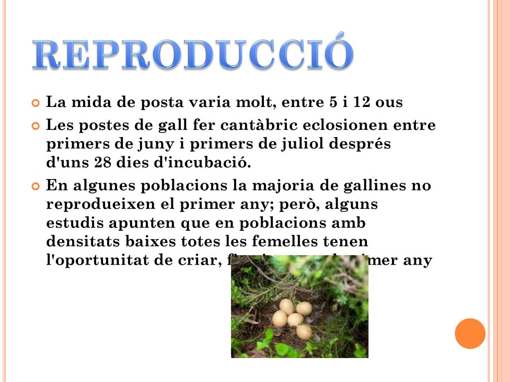 REPRODUCCIÓ La mida de posta varia molt, entre 5 i 12 ous