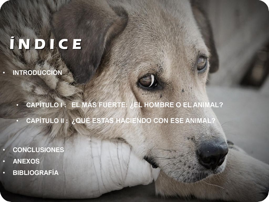 INTRODUCCIÓN CAPÍTULO I : EL MÁS FUERTE: ¿EL HOMBRE O EL ANIMAL CAPÍTULO II : ¿QUÉ ESTAS HACIENDO CON ESE ANIMAL