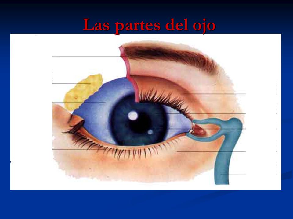 Las partes del ojo