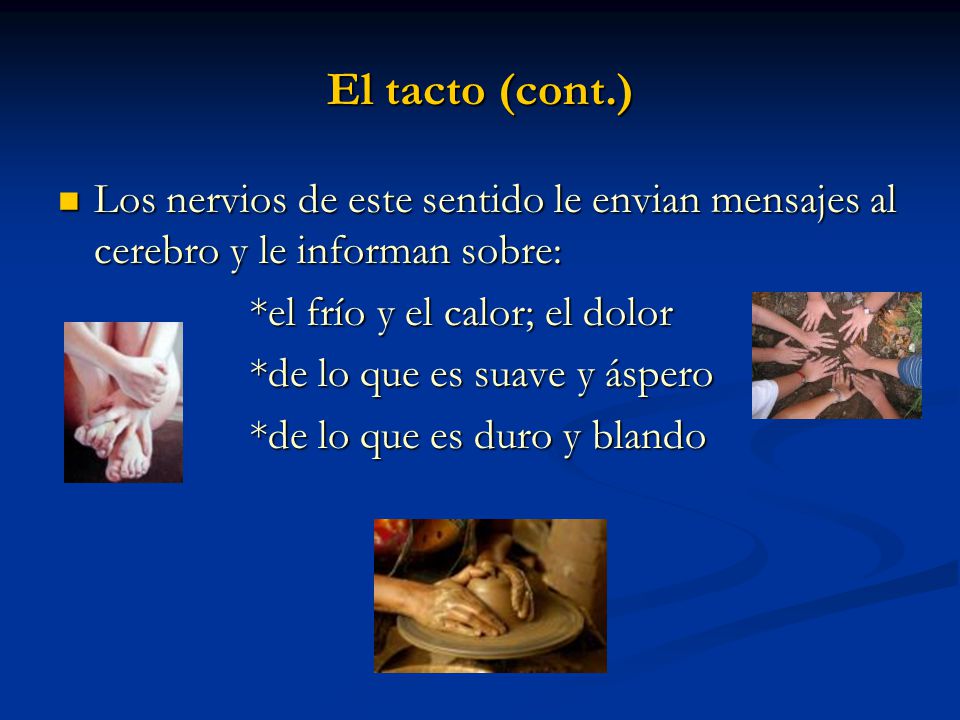 El tacto (cont.) Los nervios de este sentido le envian mensajes al cerebro y le informan sobre: *el frío y el calor; el dolor.