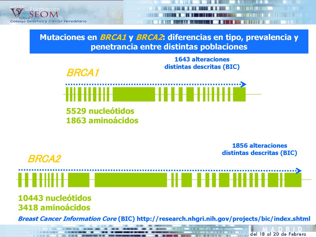 Mutaciones en BRCA1 y BRCA2: diferencias en tipo, prevalencia y penetrancia entre distintas poblaciones