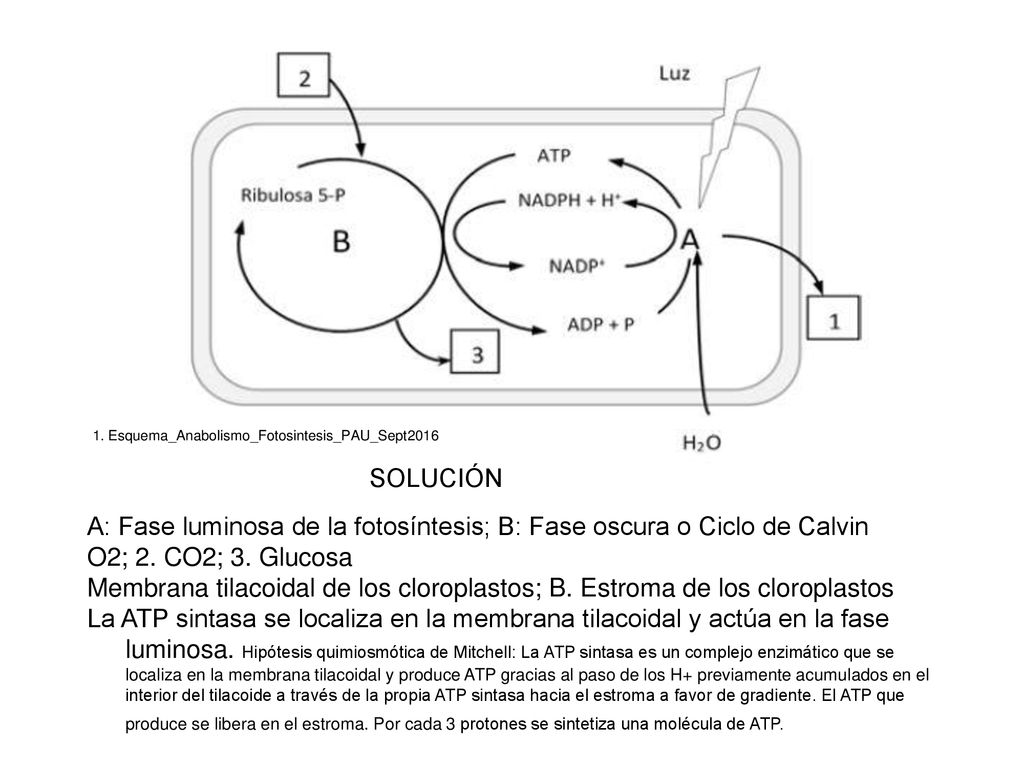 A: Fase luminosa de la fotosíntesis; B: Fase oscura o Ciclo de Calvin