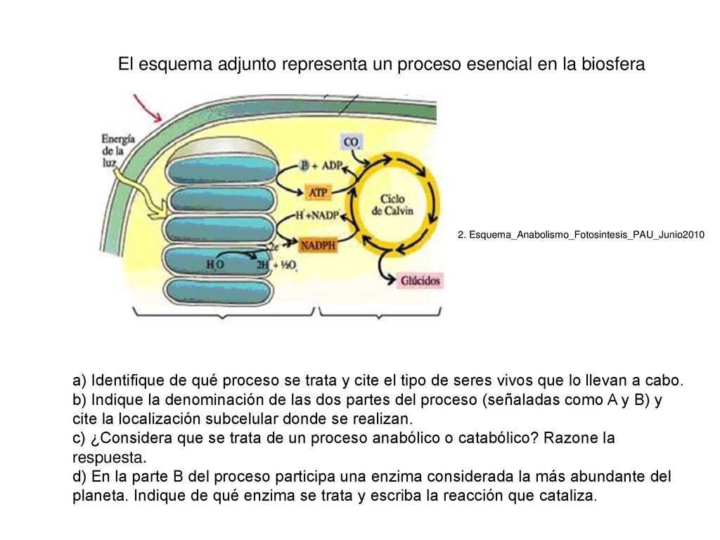El esquema adjunto representa un proceso esencial en la biosfera